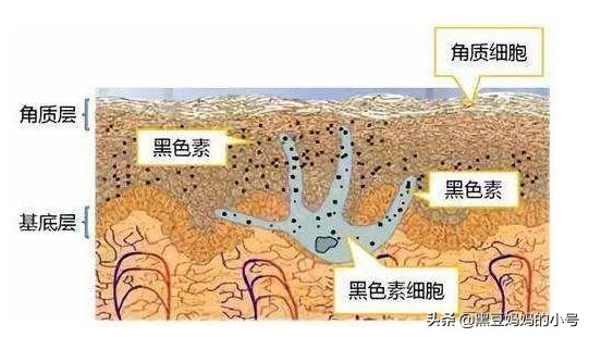 烟酰胺真的能美白祛斑吗？