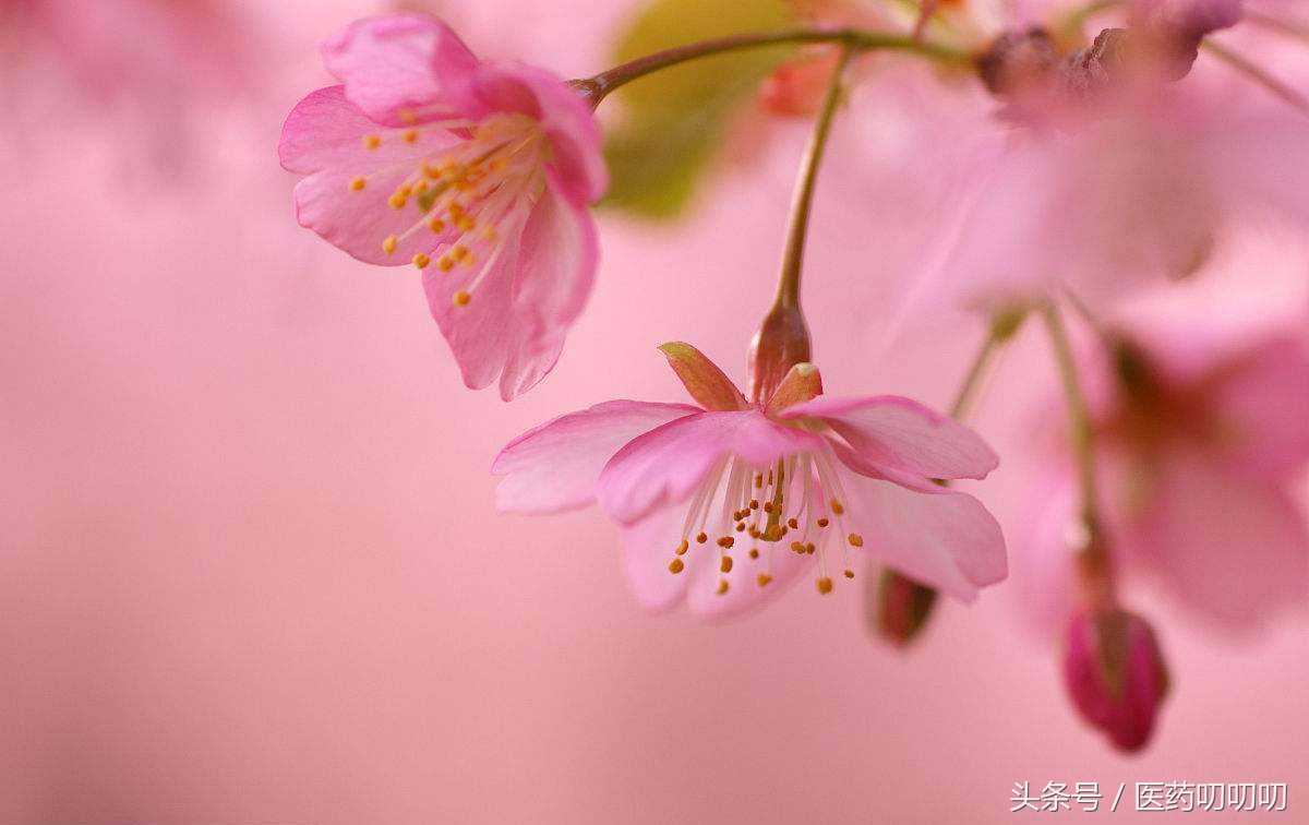 祛斑内调喝什么茶配方，小茶饮大养生，一杯桃花茶，美容养颜，祛斑活血，脸色红润万人迷