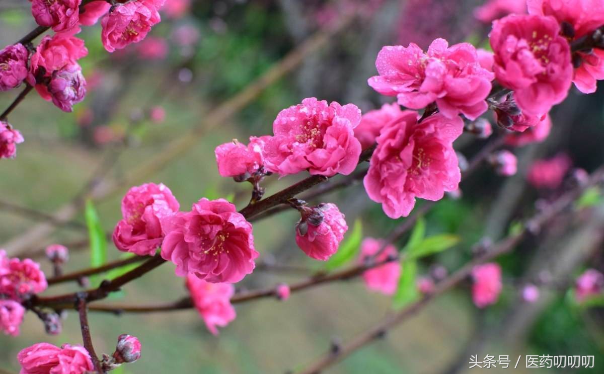 小茶饮大养生，一杯桃花茶，美容养颜，祛斑活血，脸色红润万人迷