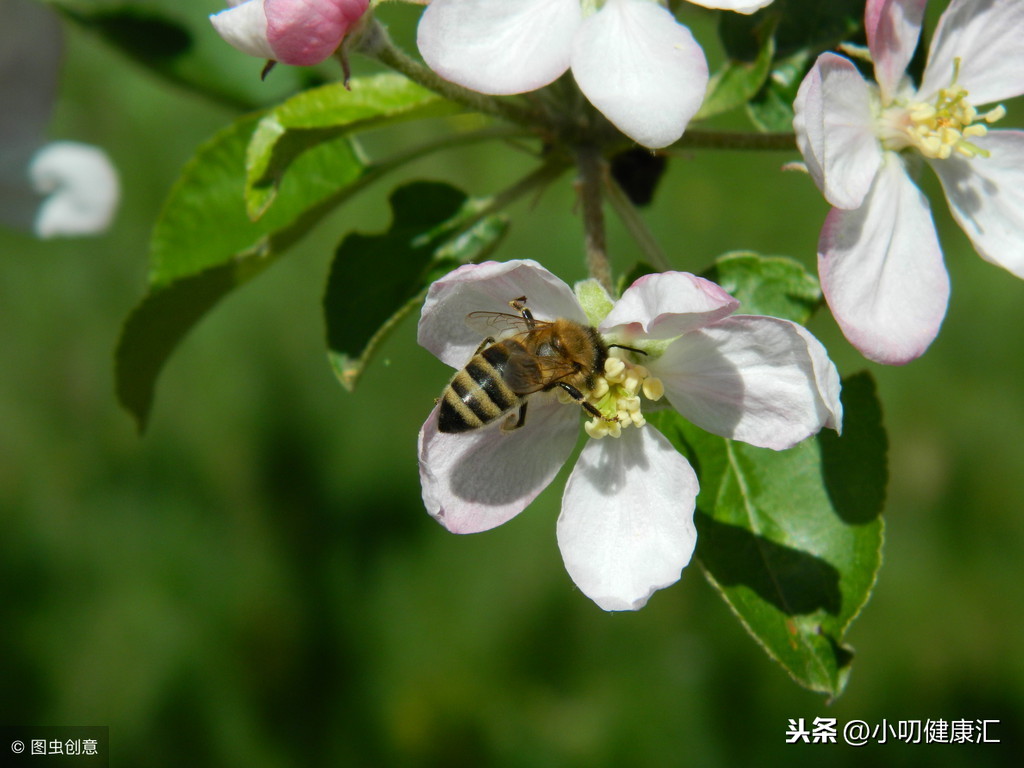 小茶饮，大养生，一天一杯苹果花茶，祛斑养颜补气生津！