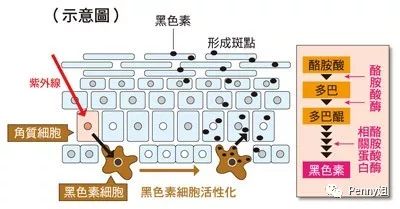 听说你想变白（关于美白祛斑）