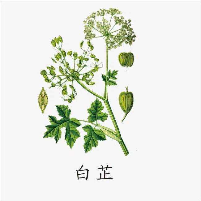 这些中药能美白！中药“美白仙子”12味~