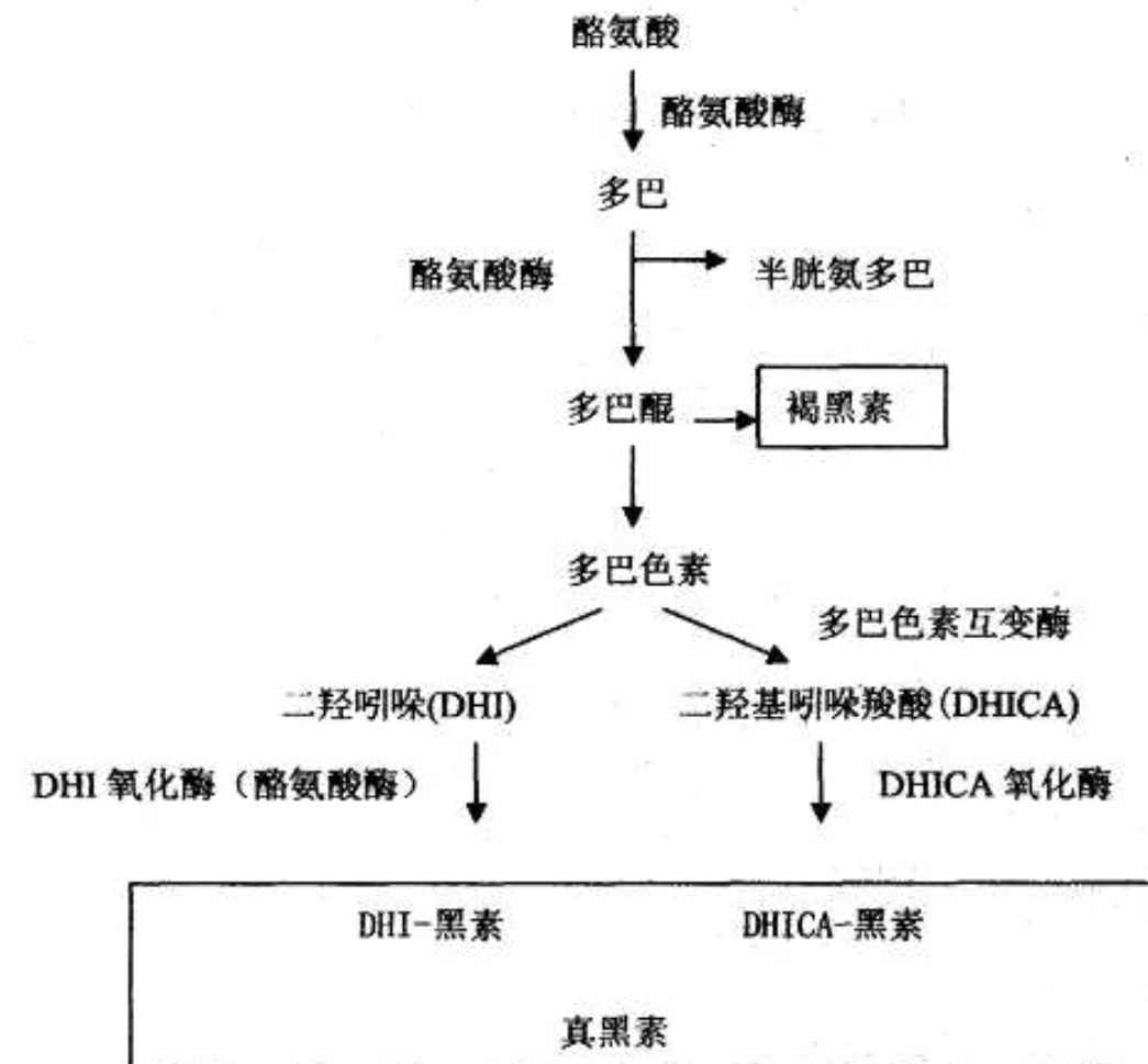 深扒美白战斗机－熊果苷