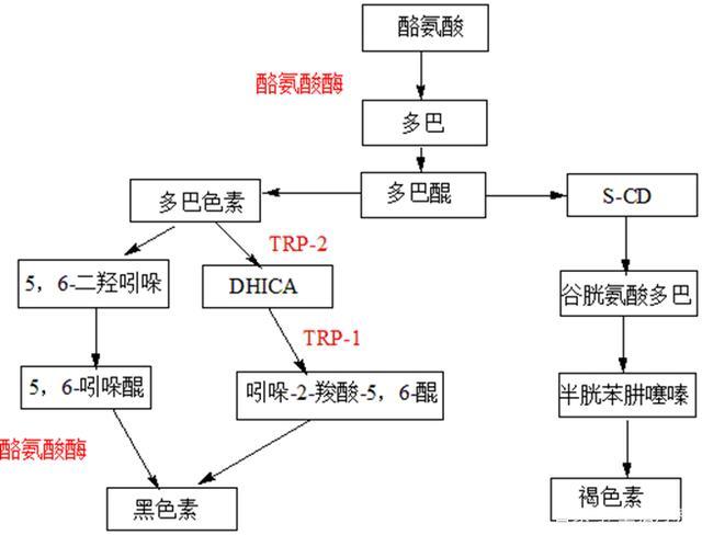 八大美白祛斑成分，大牌化妆品的最爱