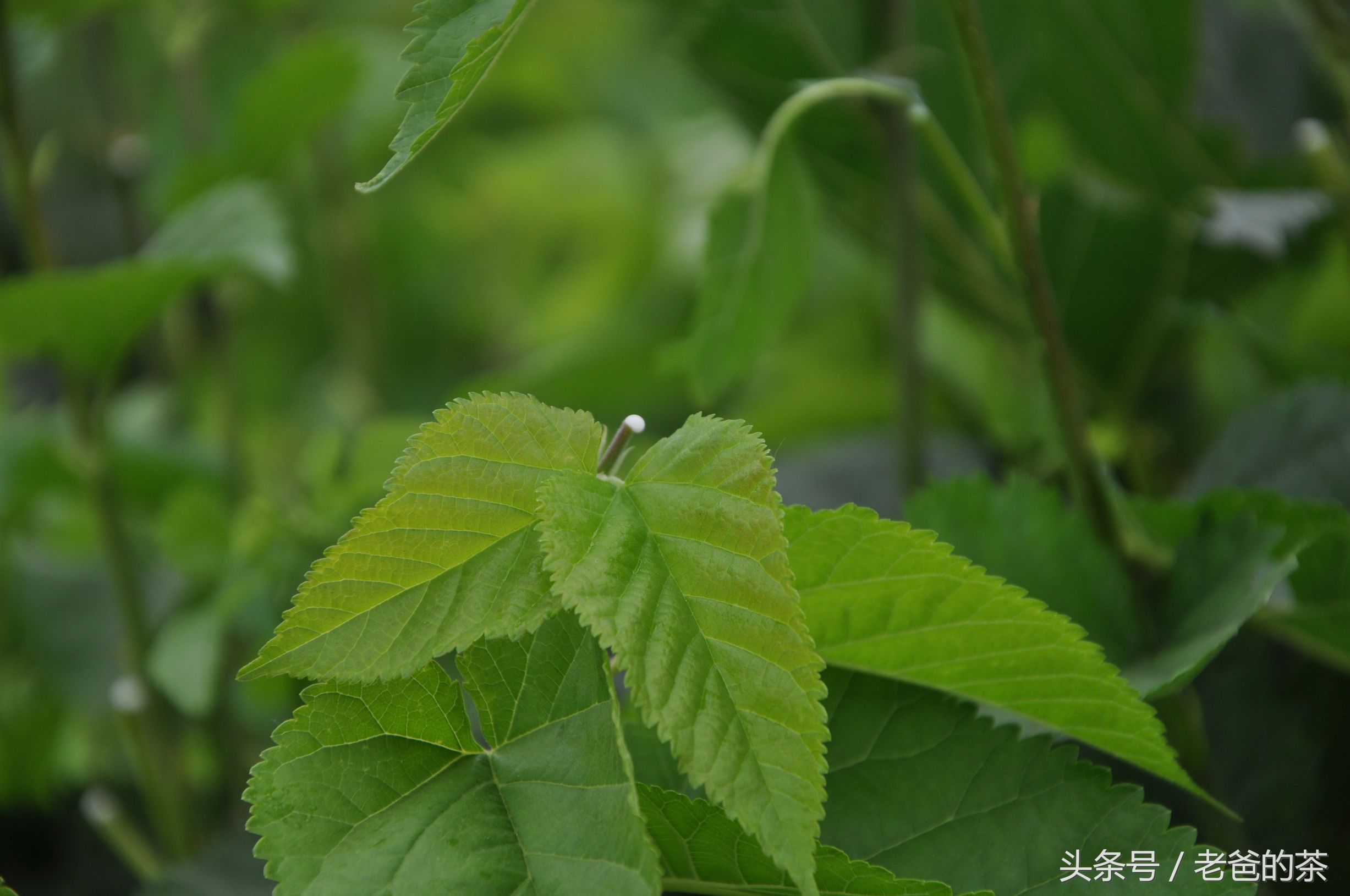 农村一种普通树叶，摘回家就能祛斑美白，天然环保不花钱