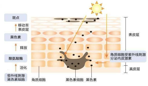 这几个美白化妆品很能打