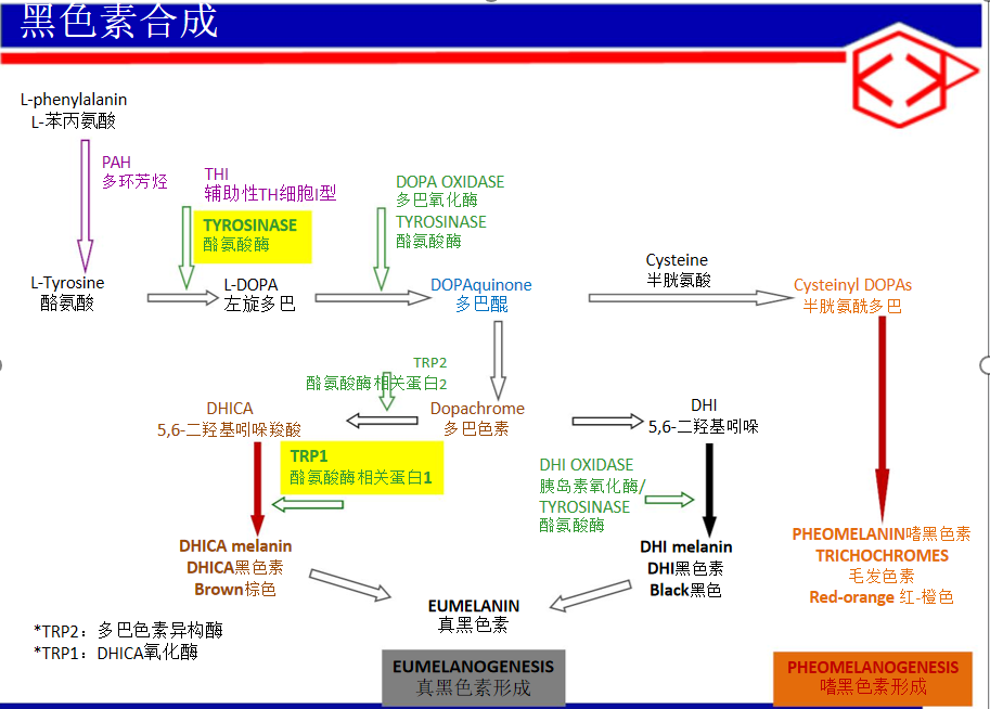 优肌说与华中科技大学国家纳米药物工程中心共同研发祛斑新技术