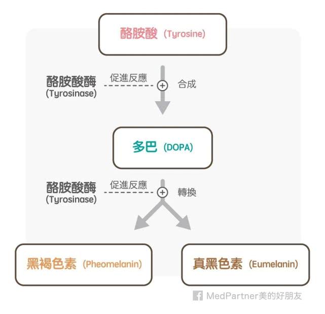 想美白祛斑，请先了解一下黑色素的形成及美白产品的美白机制