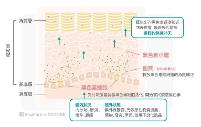 想美白祛斑，请先了解一下黑色素的形成及美白产品的美白机制