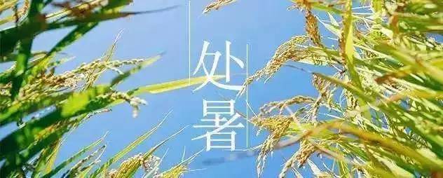 处暑就吃“平民燕窝”！它补水润秋燥，美白祛斑，减少脂肪吸收，这样做好吃得想不到！