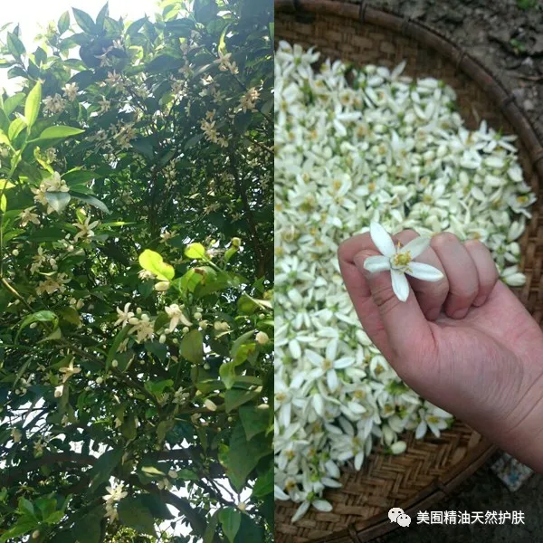 苦橙花纯露-美白祛黄补水淡斑少不了