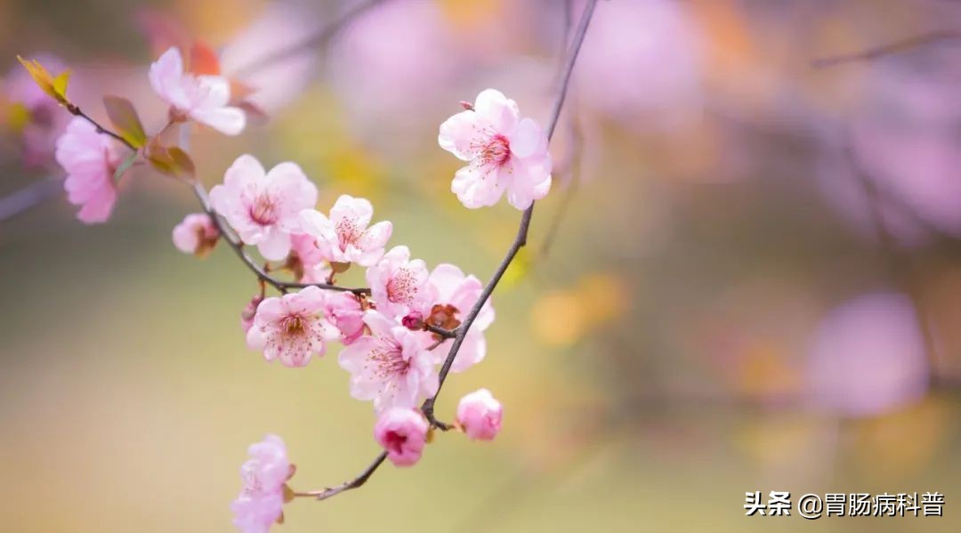 今日惊蛰——巧借一花养肝血，心情好、睡得香，祛斑养颜