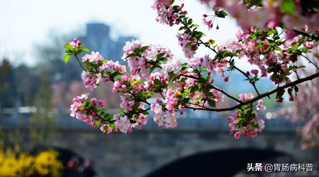 今日惊蛰——巧借一花养肝血，心情好、睡得香，祛斑养颜