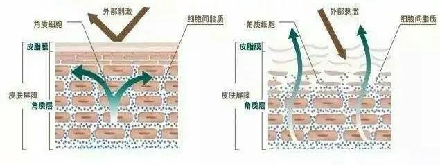 有人说冬季皮肤补油用精油好！有人怼精油不是油！谁对？咋补油？