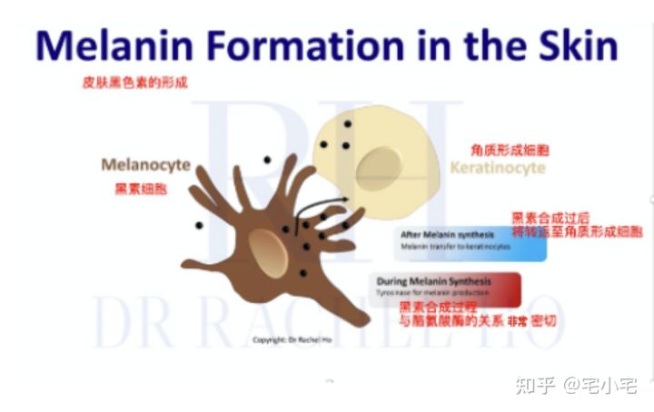 美白和淡斑有什么区别？美白护肤品一定能够淡斑祛斑吗？