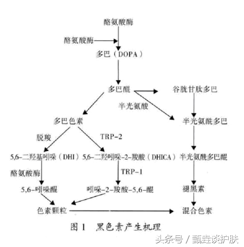 为什么美白、淡斑那么难？