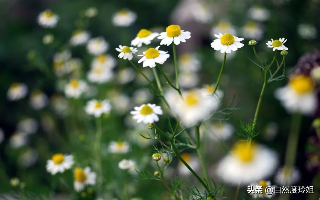 含6种天然植物精油成分的眼部精油，告别皱纹、黑眼圈、眼袋