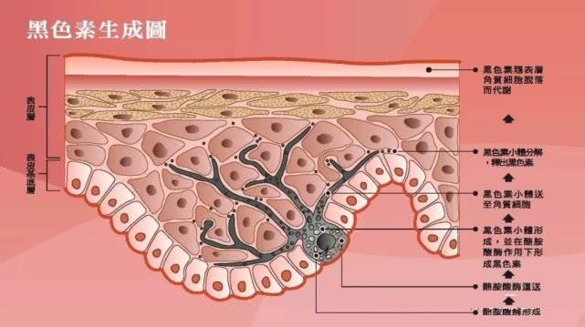想美白祛斑，请先了解一下黑色素的形成及美白产品的美白机制