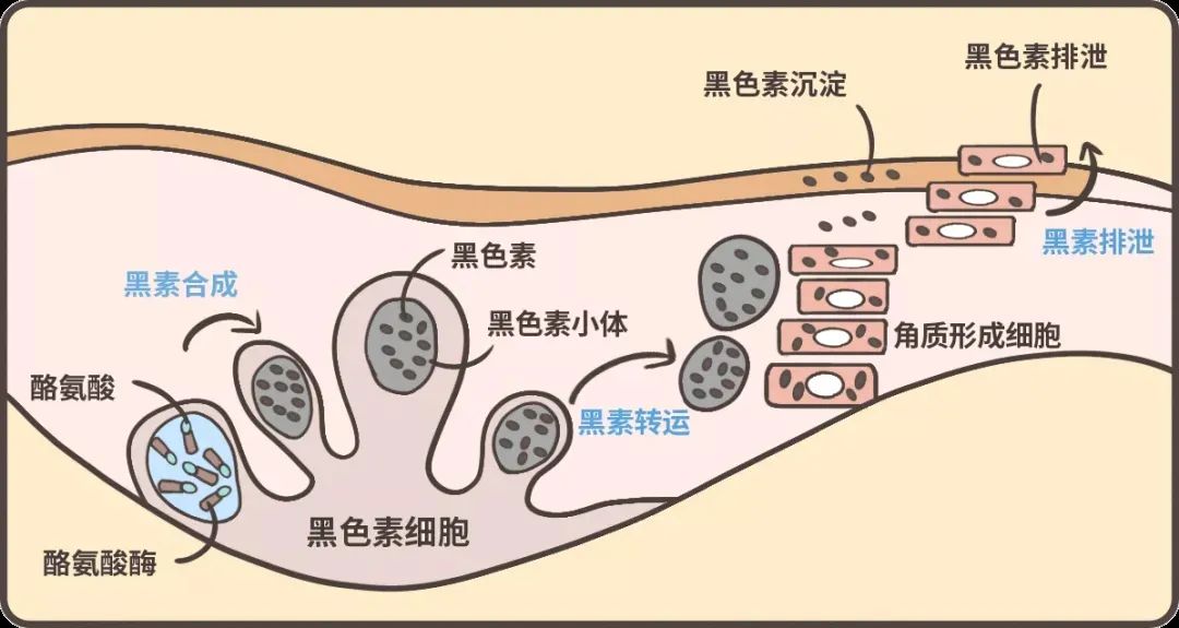 45岁以上保持脸上没长斑，是怎么做到的？