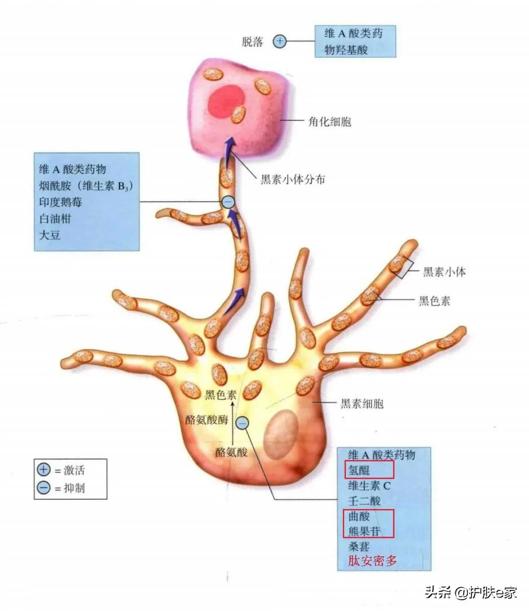 史上最强美白淡斑成分—肽安密多，有斑的朋友必读