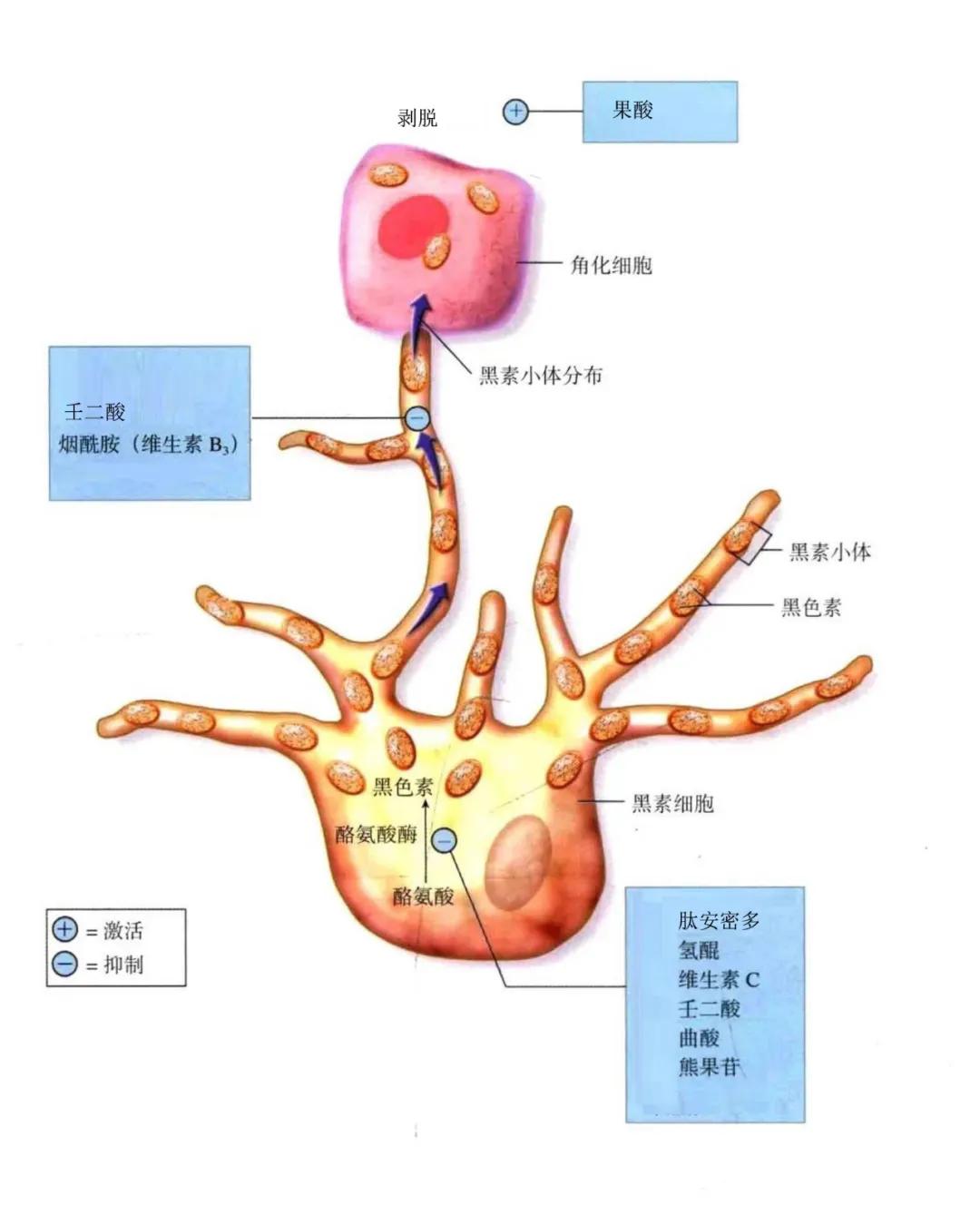 黄褐斑治疗产品，深度解读《祛斑美白类护肤品在黄褐斑中的应用指南》