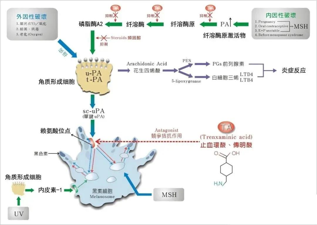 深度解读《祛斑美白类护肤品在黄褐斑中的应用指南》