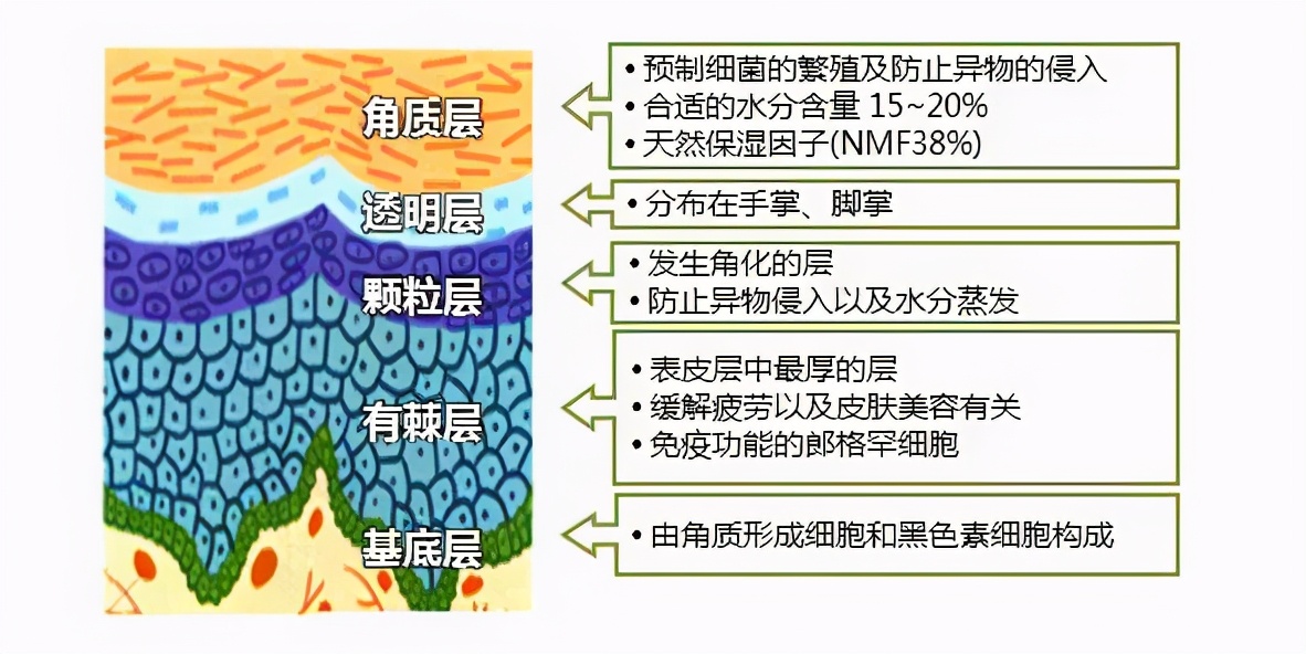 祛斑难还容易反弹？今天就来聊聊这背后的“吸收”问题