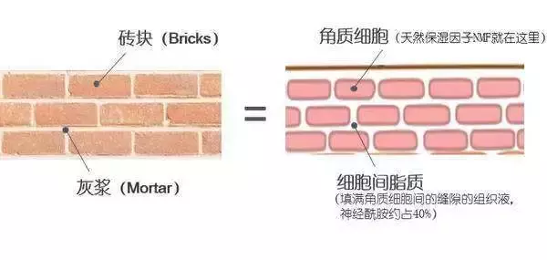 皮膜培植修复有效果吗，被皮肤科医生吹爆的修复科技，你爱不爱？