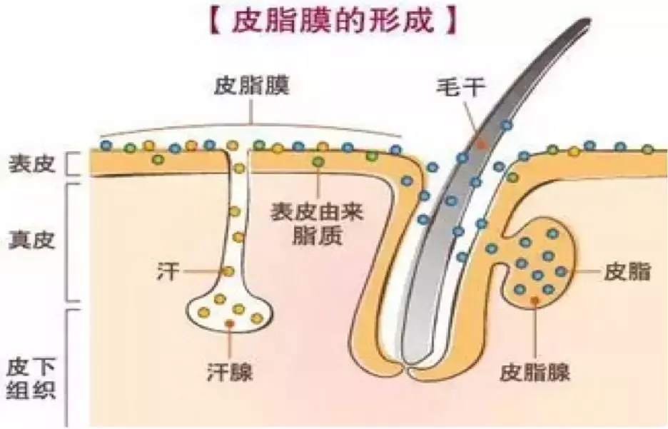 被皮肤科医生吹爆的修复科技，你爱不爱？