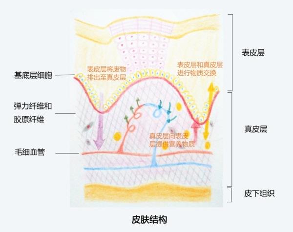 美白祛斑霜的图片，雀斑和黄褐斑有什么区别？