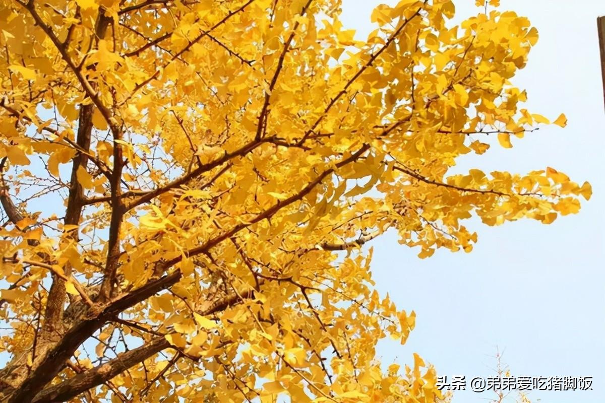 中药皮膜真能祛斑吗，可以祛斑平皱的新村银杏